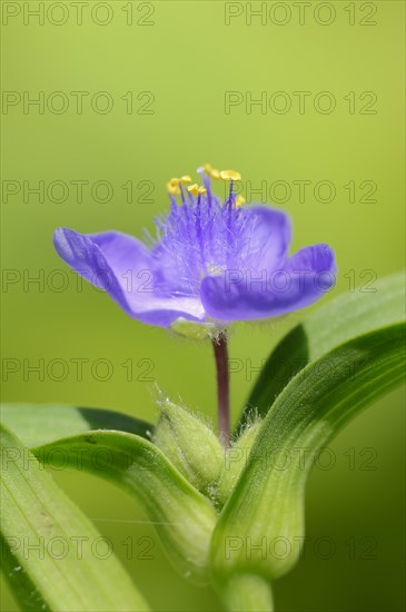 Garden three-master flower (Tradescantia andersoniana), flower, ornamental plant, North Rhine-Westphalia, Germany, Europe