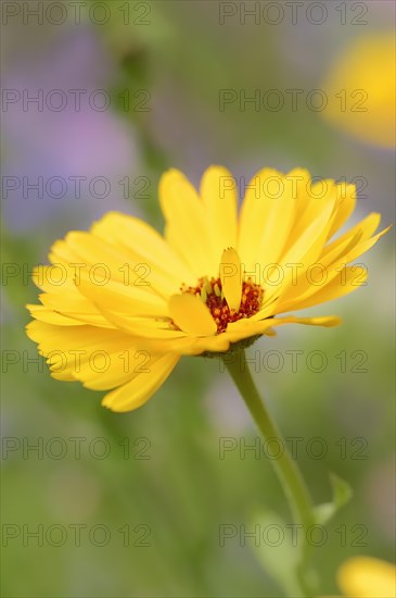 Marigold or garden marigold (Calendula officinalis), flower, North Rhine-Westphalia Germany