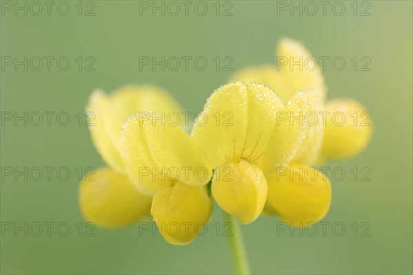 Bird's-foot trefoil (Lotus corniculatus), flowers, North Rhine-Westphalia, Germany, Europe