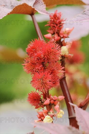 Castor oil plant (Ricinus communis), fruit stand, North Rhine-Westphalia, Germany, Europe