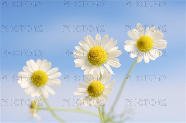 Chamomile (Matricaria recutita, Matricaria chamomilla), flowers, medicinal plant, North Rhine-Westphalia, Germany, Europe