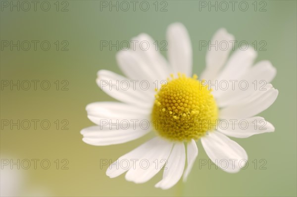 Chamomile (Matricaria recutita, Matricaria chamomilla), flower, medicinal plant, North Rhine-Westphalia, Germany, Europe