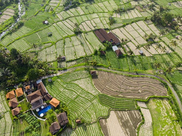 Hotel Kubu Sakian Villa and extension of Pak Choi in Sidemen, Amed, Karangasem, Bali, Indonesia, Asia