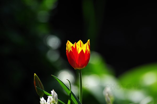 Tulip (Tulipa), flower, red, sunlight, bright, In the light of the sun, the colours of a single tulip in the flower bed glow