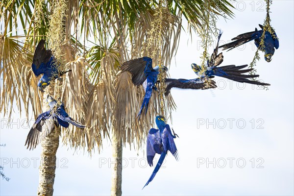 Hyacinth Macaw (Anodorhynchus hyacinthinus) Pantanal Brazil