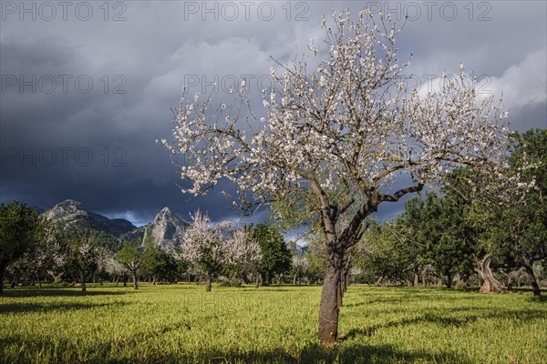 Sa Gubia peak and flowering almond tree, Bunyola, Mallorca, Balearic Islands, Spain, Europe