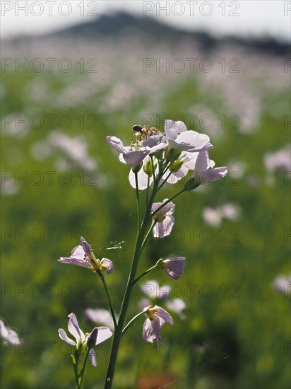 Cuckoo flower (Cardamine pratensis), Leoben, Styria, Austria, Europe