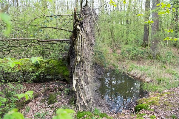 Deadwood structure in deciduous forest, root plate and temporary water body, important habitat for insects and spawning waters for amphibians, North Rhine-Westphalia, Germany, Europe