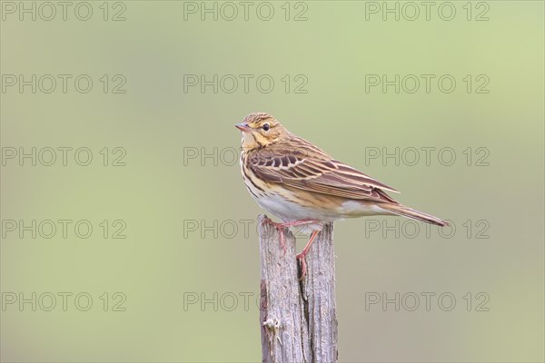 Tree pipit (Anthus trivialis) adult, sitting on dry spruce, Wildlife, Animals, Birds, Siegerland, North Rhine-Westphalia, Germany, Europe