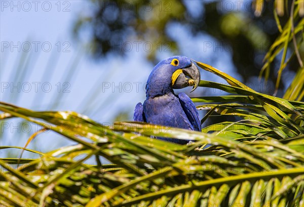 Hyacinth Macaw (Anodorhynchus hyacinthinus) Pantanal Brazil