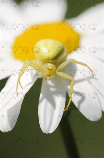 Goldenrod crab spider (Misumena vatia), female on the flower of a daisy (Leucanthemum vulgare, Chrysanthemum leucanthemum), North Rhine-Westphalia, Germany, Europe