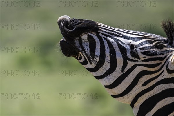 Plains zebra (Equus quagga), Funny Zebra, Addo Elephant National Park, Eastern Cape, South Africa, Africa