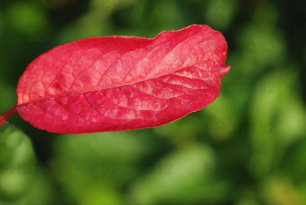 A single red leaf stands out against a blurred green backdrop showcasing its texture and vibrant color