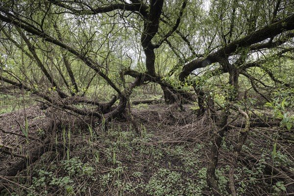 Old willows (Salix alba) in the quarry forest, Emsland, Lower Saxony, Germany, Europe