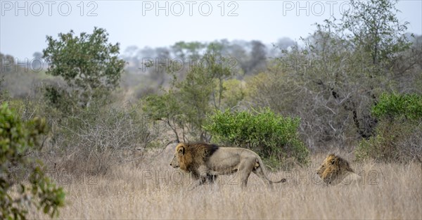 Lion (Panthera leo), two adult males, in tall grass, Kruger National Park, South Africa, Africa