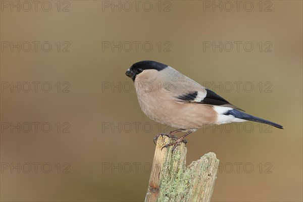 Eurasian bullfinch (Pyrrhula pyrrhula), female, sitting on a tree stump, Wilnsdorf, North Rhine-Westphalia, Germany, Europe