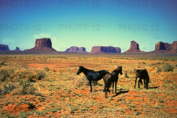 Wild horses in Monument Valley, Navajo Land, Colorado Plateau, under Navajo administration, Utah, USA, North America