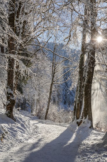 Hiking trail at the Alpsee, Schwangau, Ostallgaeu, Swabia, Bavaria, Germany, Schwangau, Ostallgaeu, Bavaria, Germany, Europe