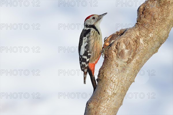 Middle spotted woodpecker (Dendrocopos medius) sitting on a tree trunk in front of a blue sky, Animals, Birds, Woodpeckers, Wilnsdorf, North Rhine-Westphalia, Germany, Europe