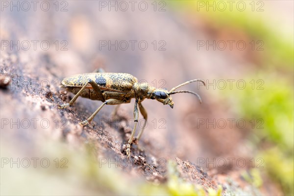 Blackspotted pliers support beetle (Rhagium mordax), crawling on dead wood in Reinhardswald, Sababurg primeval forest nature reserve, Hesse, Germany, Europe