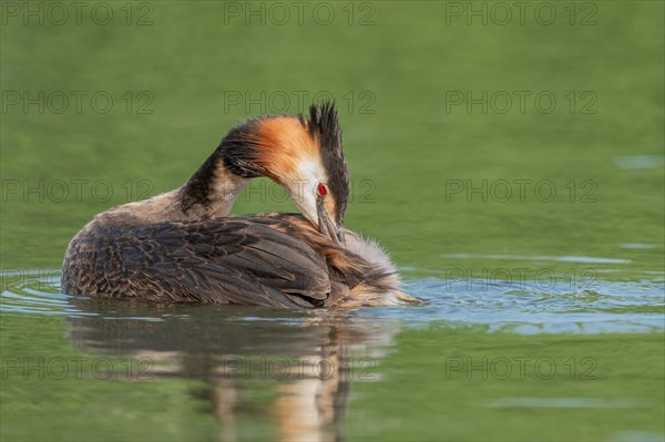 Great Crested Grebe (Podiceps cristatus) on a river. Bas-Rhin, Collectivite europeenne d'Alsace, Grand Est, France, Europe