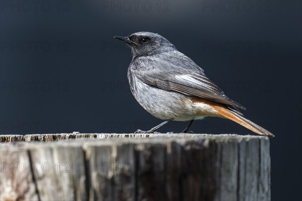 Black redstart (Phoenicurus ochruros), young bird, sitting on a tree trunk, Stuttgart, Baden-Wuerttemberg, Germany, Europe