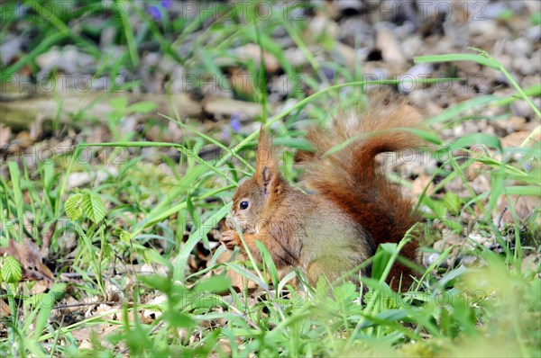 Eurasian red squirrel (Sciurus vulgaris), Captive, EA brown squirrel foraging for food on the forest floor among the grass, zoo, Bavaria, Germany, Europe
