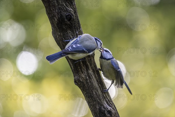 Blue tits (Parus caerulea), partner feeding, Emsland, Lower Saxony, Germany, Europe