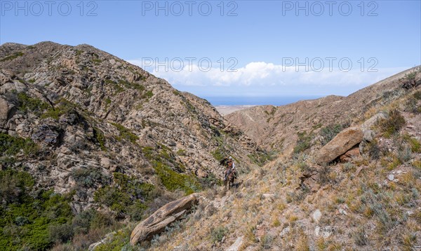 Traditional Kyrgyz eagle hunter riding with eagle in the mountains, hunting on horseback, near Bokonbayevo, Issyk Kul region, Kyrgyzstan, Asia