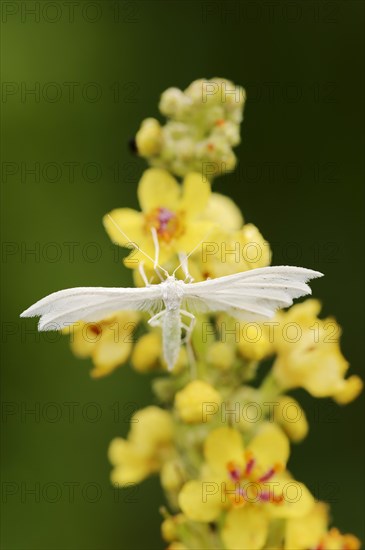 White bindweed moth or sloe ghost (Pterophorus pentadactyla, Pterophorus pentadactylus), North Rhine-Westphalia, Germany, Europe