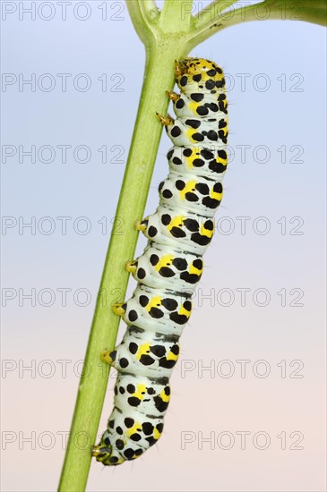 Brown-root monk (Shargacucullia scrophulariae), caterpillar, North Rhine-Westphalia, Germany, Europe