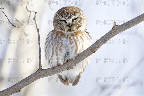 Northern saw-whet owl (Aegolius acadicus), perched on a tree after a snowfall, forest of Yamachiche, province of Quebec, Canada, AI generated, North America