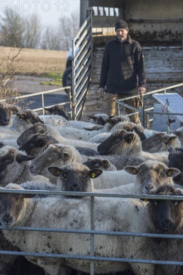 Sealed black-headed domestic sheep (Ovis gmelini aries) in the pen, behind the shepherd in front of the loader wagon, Mecklenburg-Vorpommern, Germany, Europe