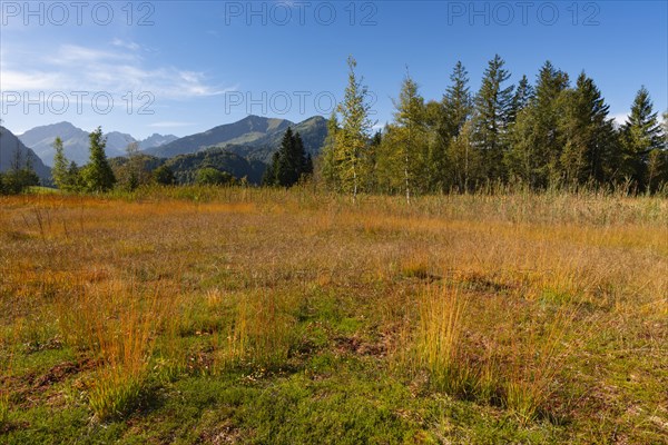 Moor in autumn, moor pond near Oberstdorf, behind it the Fellhorn, 2037m, Oberallgaeu, Allgaeu, Bavaria, Germany, Europe