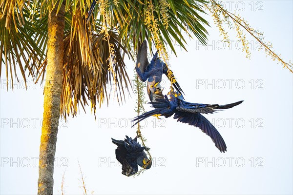 Hyacinth Macaw (Anodorhynchus hyacinthinus) Pantanal Brazil