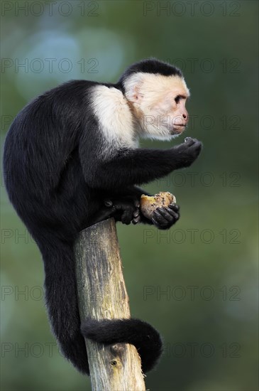 White-shouldered capuchin monkey or white-headed capuchin (Cebus capucinus), captive, occurring in South America