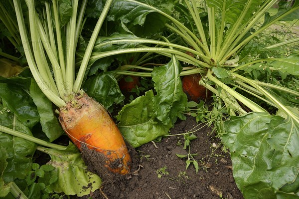 Fodder beet or beetroot (Beta vulgaris subsp. vulgaris var. crassa), North Rhine-Westphalia, Germany, Europe