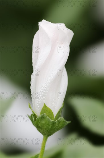 Annual mallow (Lavatera trimestris), flower, ornamental plant, North Rhine-Westphalia, Germany, Europe