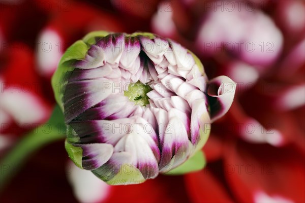 Dahlia 'Checkers' (Dahlia Hybride), flower bud, ornamental plant, North Rhine-Westphalia, Germany, Europe