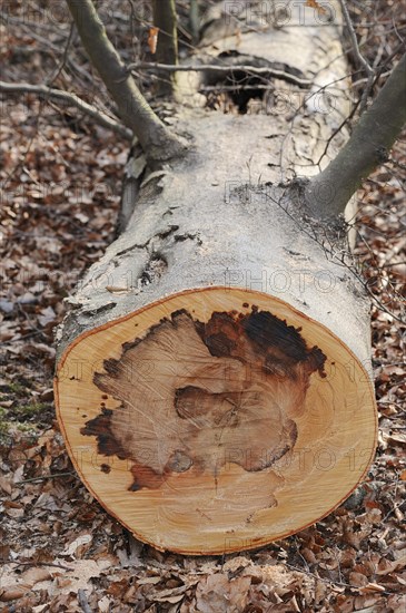 Felled copper beech (Fagus sylvatica) with wood rot, North Rhine-Westphalia, Germany, Europe