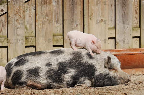 Goettingen minipig (Sus scrofa f. domestica), sow and piglet, North Rhine-Westphalia, Germany, Europe