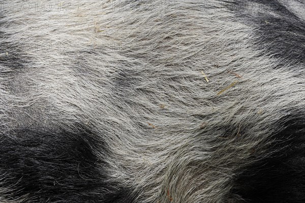 Goettingen minipig (Sus scrofa f. domestica), fur detail, North Rhine-Westphalia, Germany, Europe