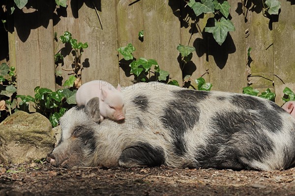 Goettingen minipig (Sus scrofa f. domestica), sow and piglet, North Rhine-Westphalia, Germany, Europe