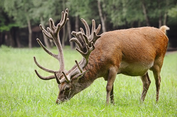 Red deer (Cervus elaphus) with velvet antlers, North Rhine-Westphalia, Germany, Europe