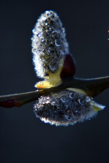 Willow catkins with morning dew in the Hunsrueck-Hochwald National Park, Rhineland-Palatinate, Germany, Europe