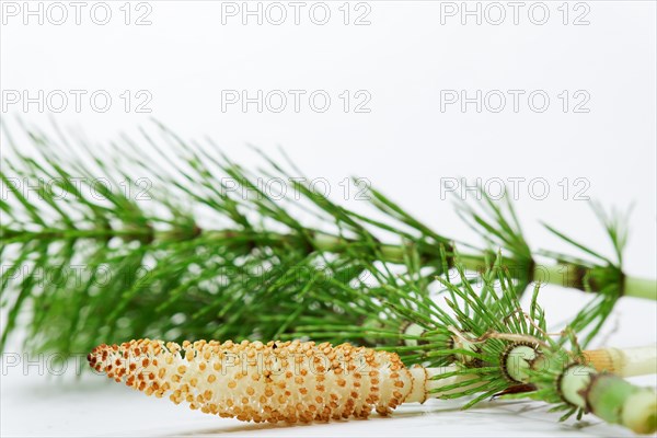 Fresh branches of the medicinal plant horsetail, Equisetum arvense, used for health care, freshly picked from the forest at various stages of growth on a white background and copy space