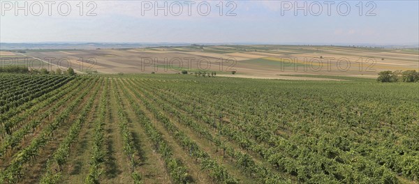 Vines, vineyard, idyllic landscape, Weinviertel