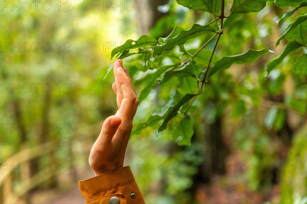 A person is reaching out to touch a leaf on a tree. Concept of curiosity and wonder as the person explores the natural world around them