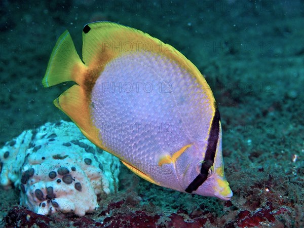 Spotfin butterflyfish (Chaetodon ocellatus), dive site Anna's Reef, Destin, Panhandle, Gulf of Mexico, Florida, USA, North America