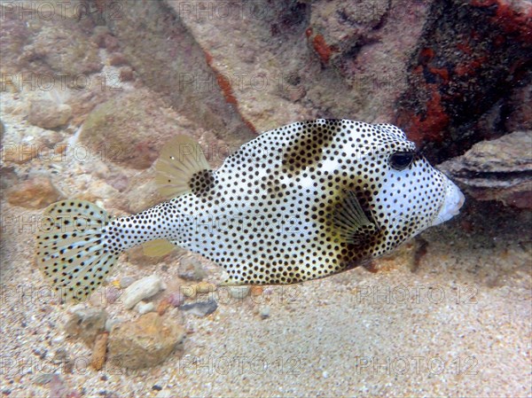 Spotted trunkfish (Lactophrys bicaudalis), dive site Nursery, Tavernier, Florida Keys, Florida, USA, North America
